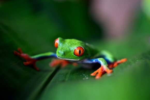 276-orangefrog_l.jpg